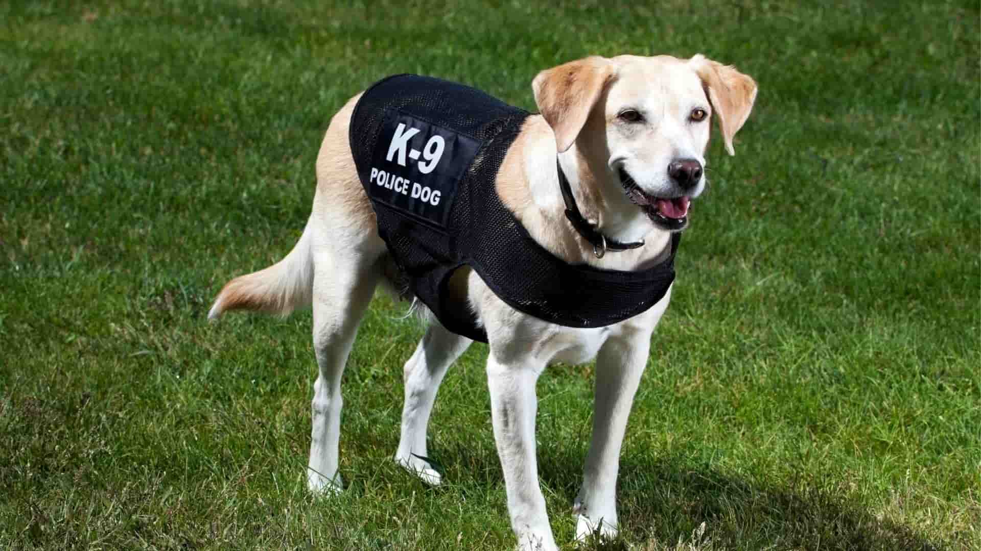 สุนัข K9 คือะไร – รู้จักสุนัขตำรวจ ที่ไม่ได้มีประโยชน์แค่จับผู้ร้าย