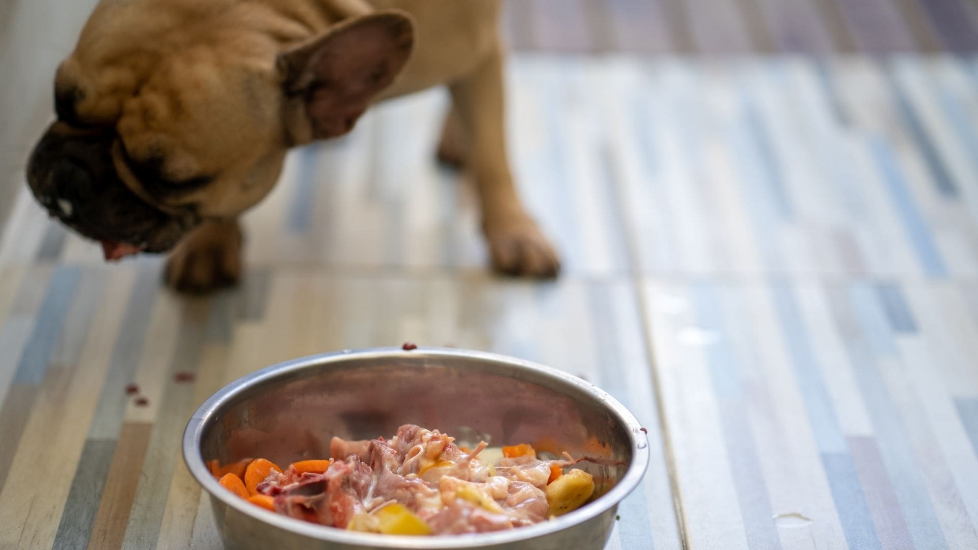 วิธีแก้อาหารติดคอสุนัข คนรักน้องหมารู้ไว้…ได้ใช้แน่